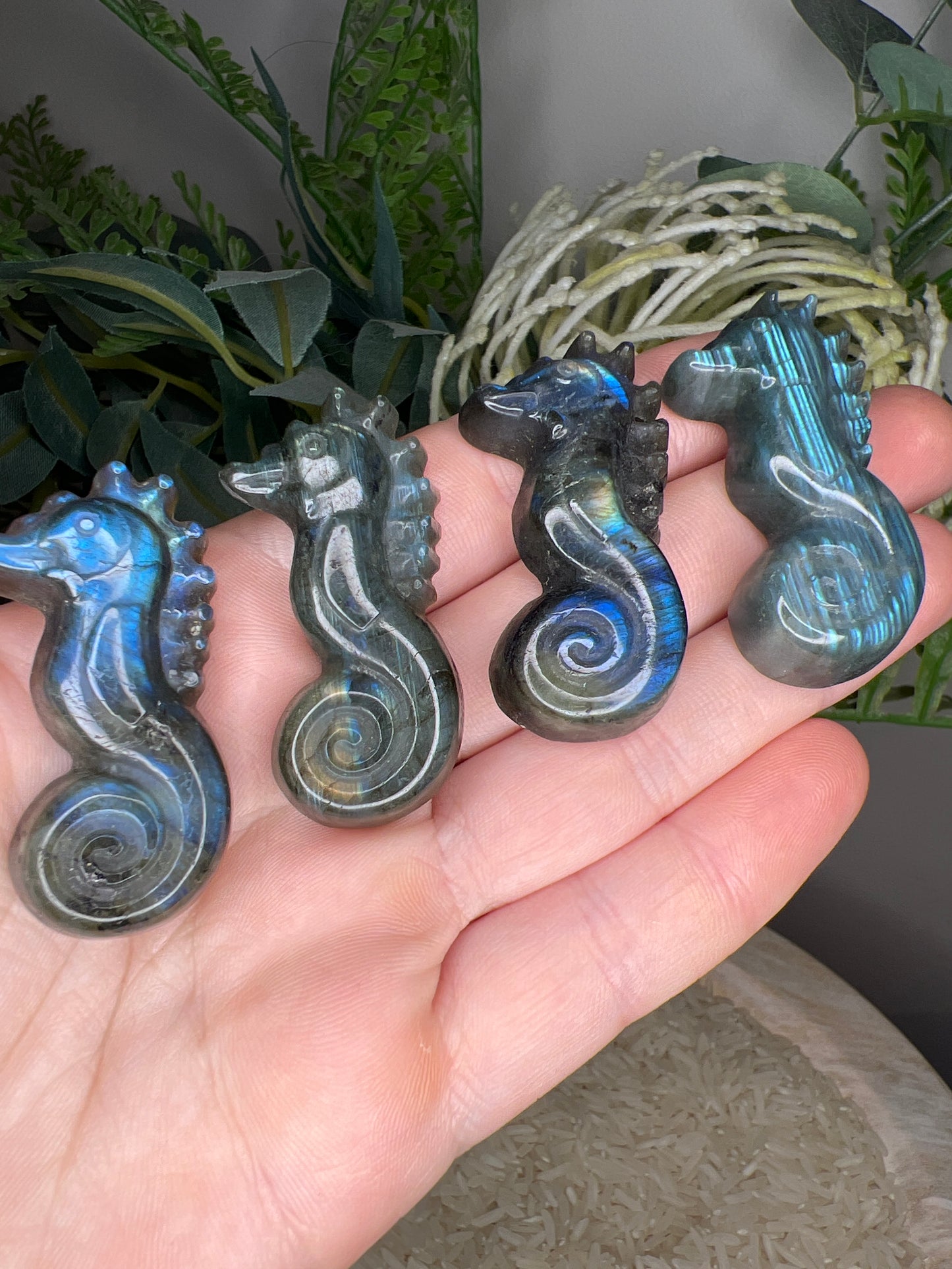 Flashy lab seahorse (choose your own )