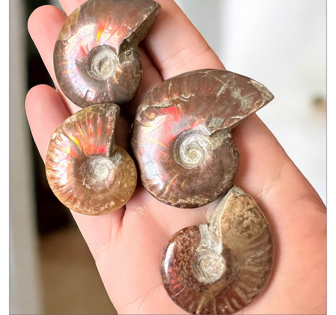 Flashy ammonite fossil shell