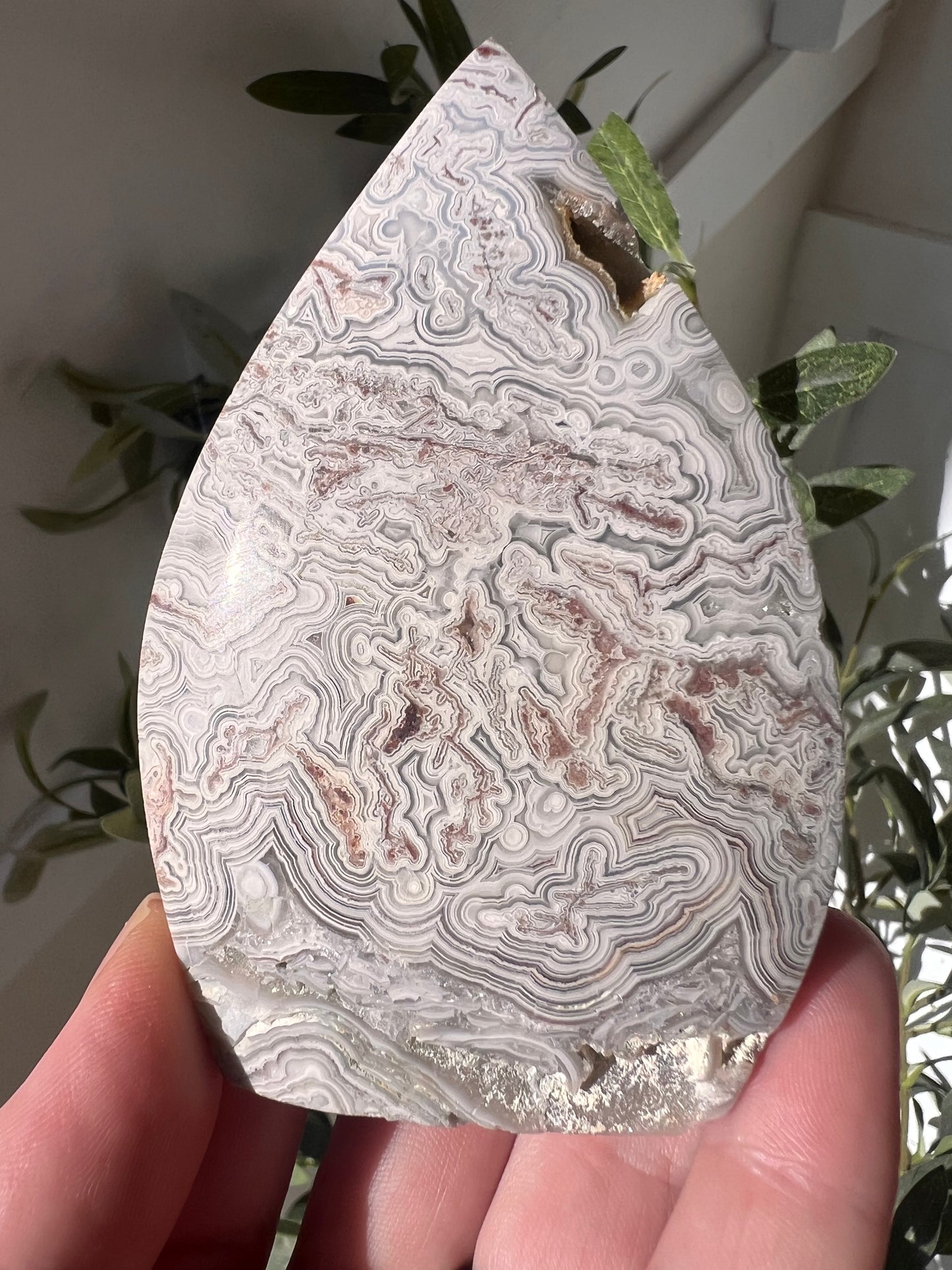 White crazy lace tear drop