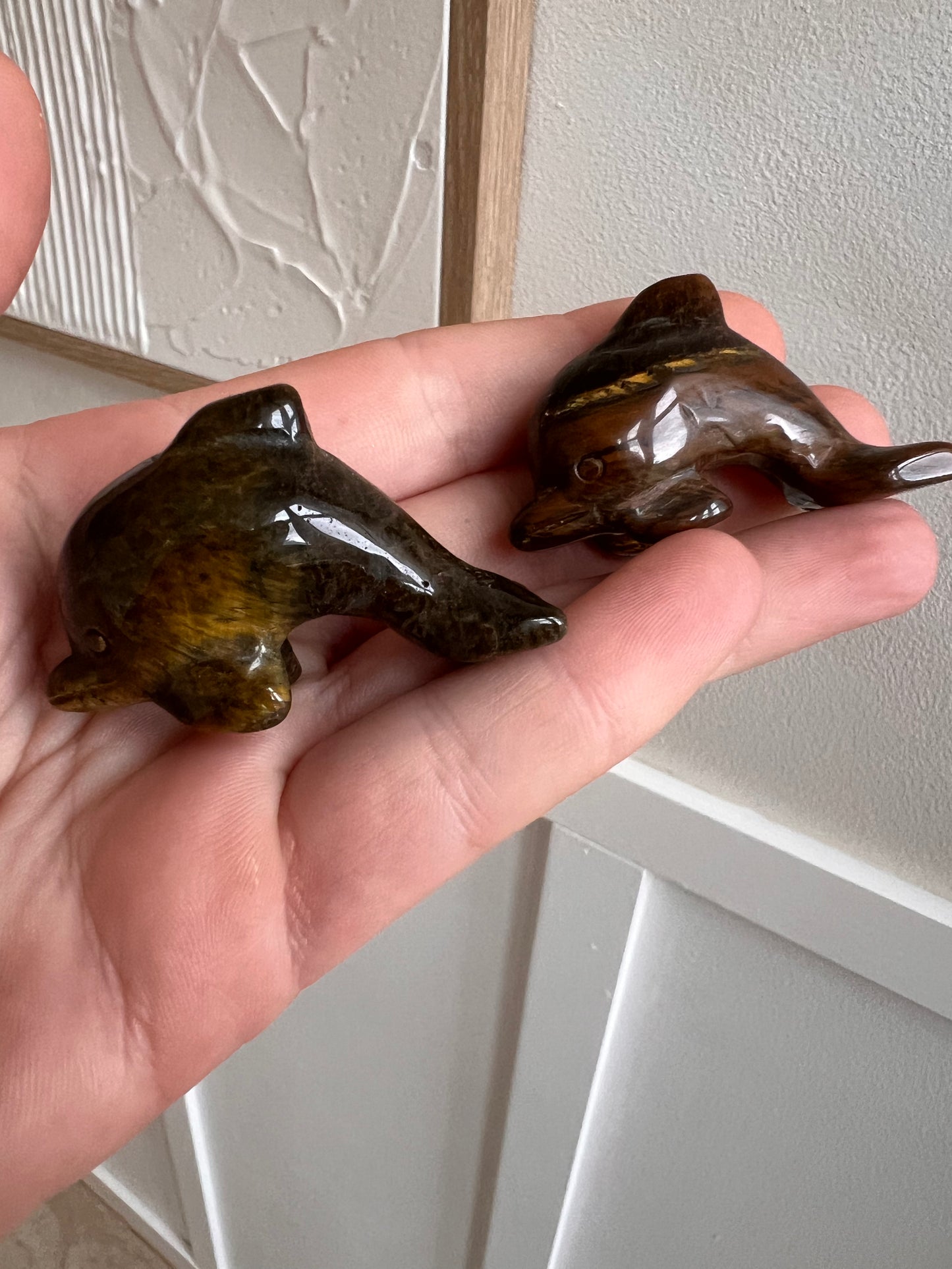 Tigers eye dolphin