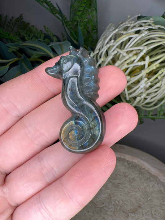 Flashy lab seahorse (choose your own )