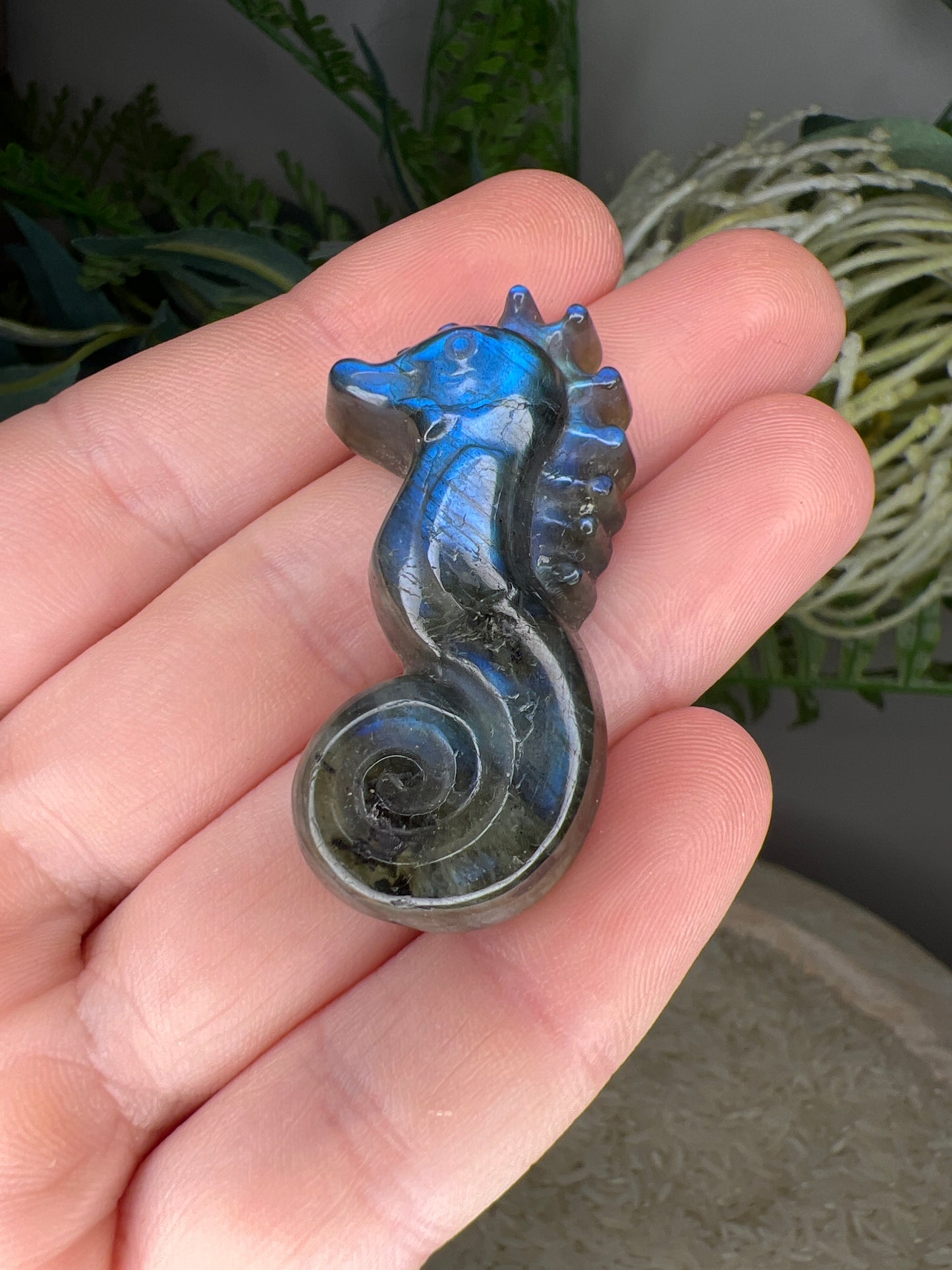 Flashy lab seahorse (choose your own )