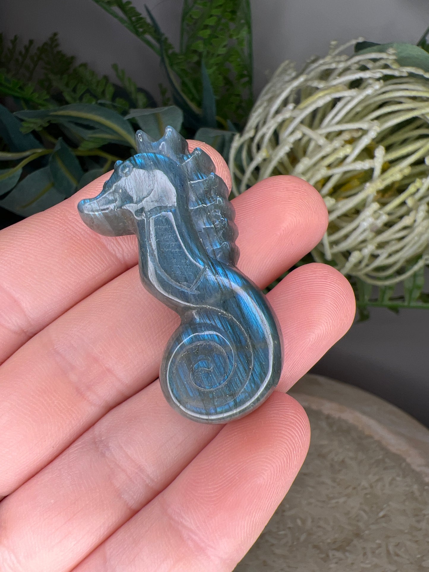 Flashy lab seahorse (choose your own )
