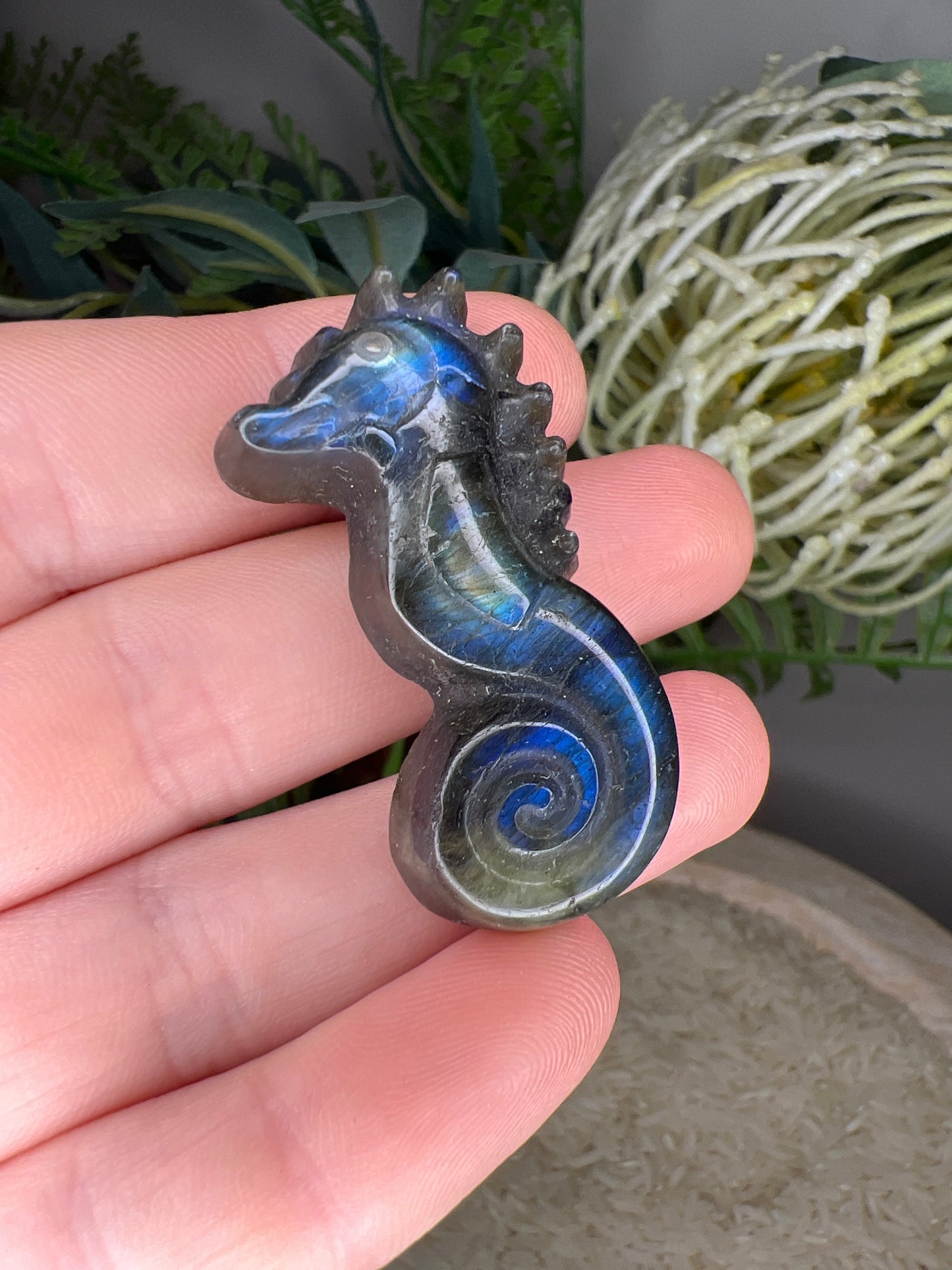 Flashy lab seahorse (choose your own )