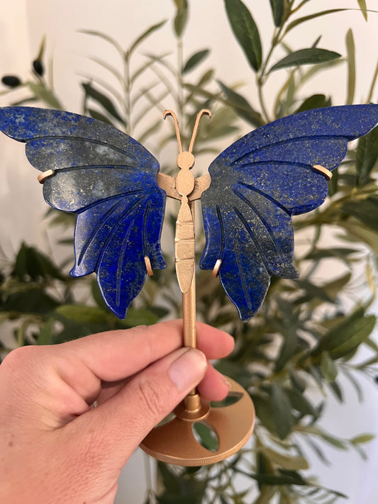 Lapis butterfly wings