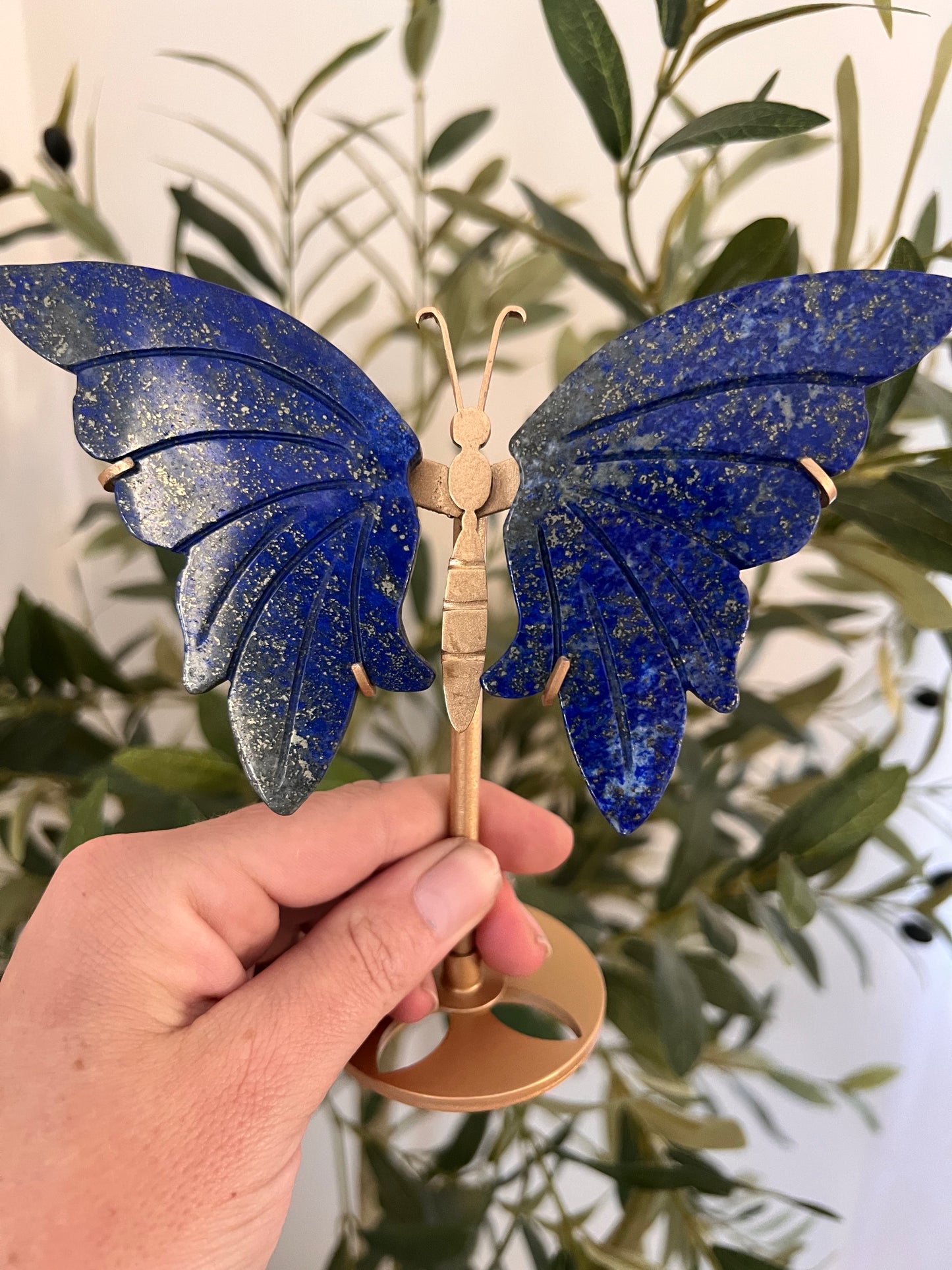 Lapis butterfly wings