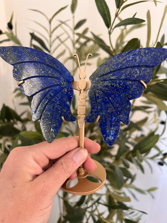 Lapis butterfly wings