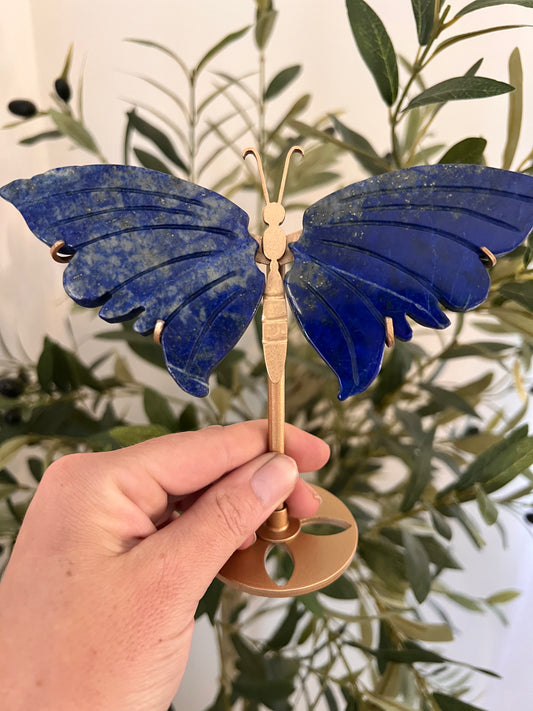 Lapis butterfly wings
