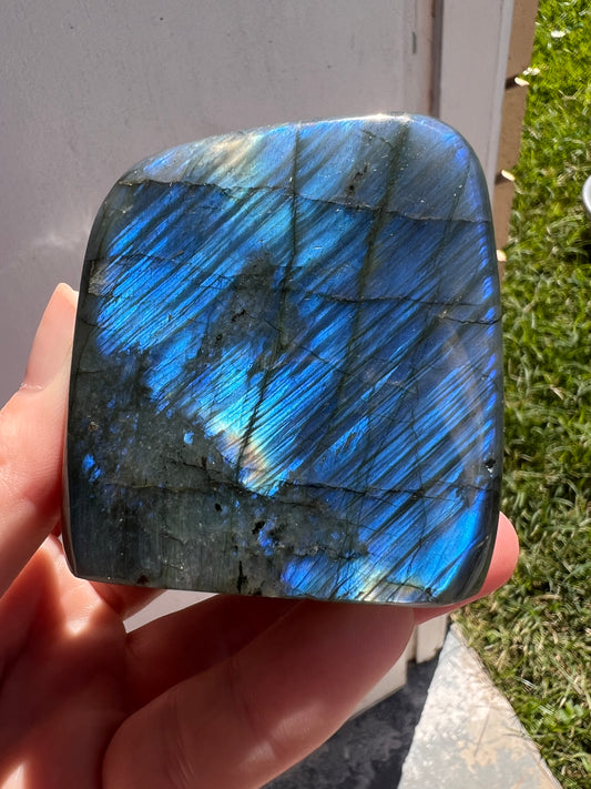 Madagascar lab Freeform 28C
