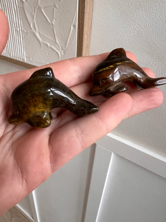 Tigers eye dolphin