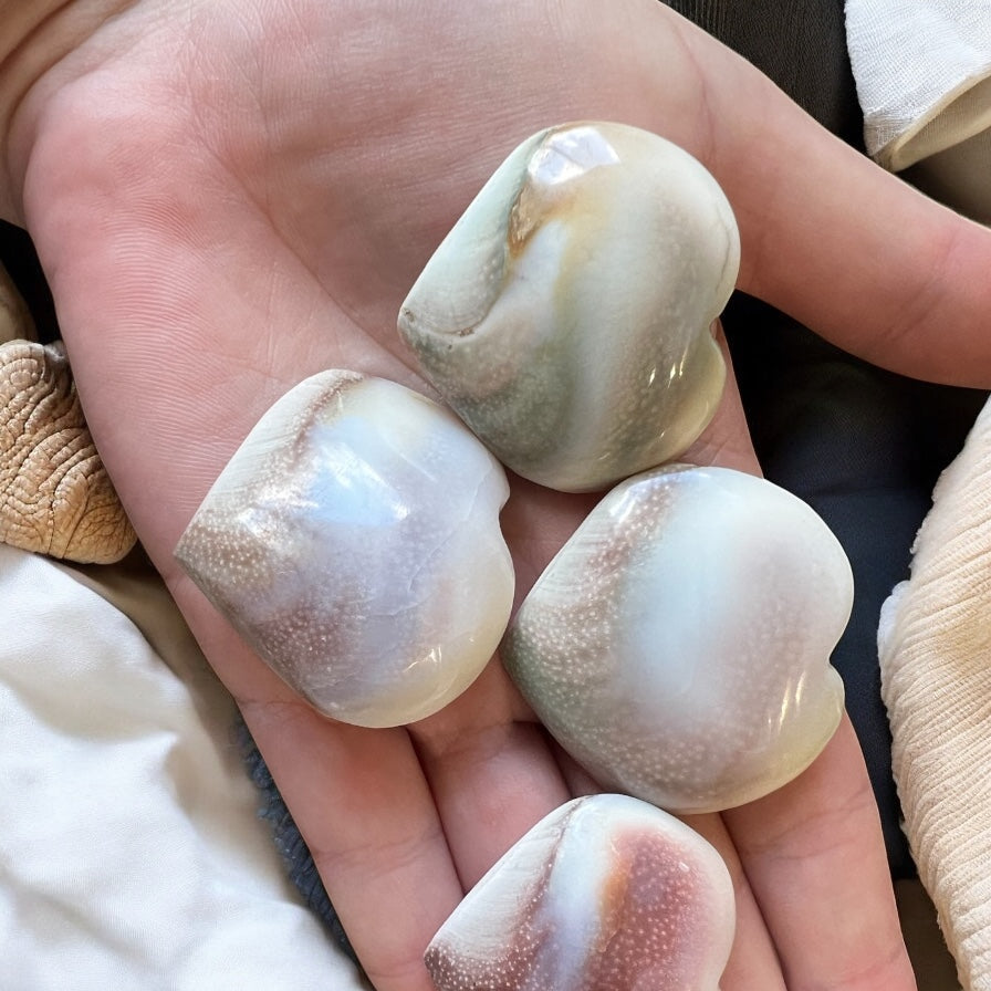 Shell fossil shiva heart natural