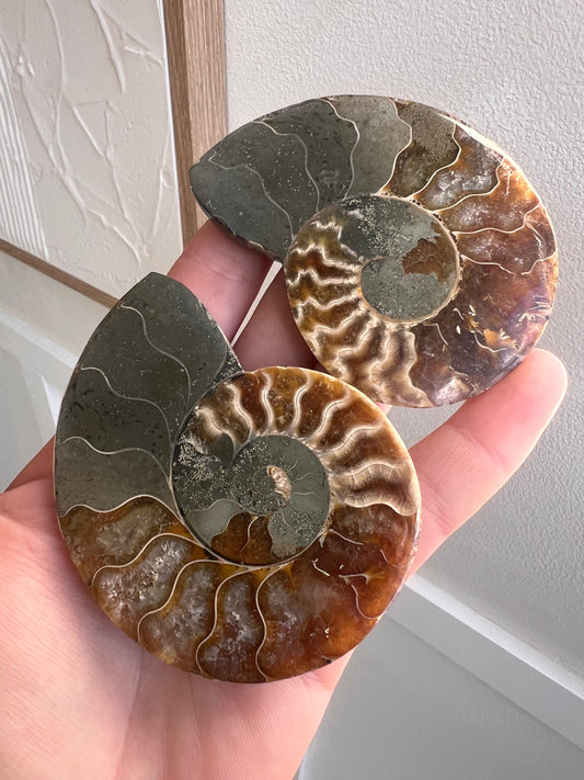 Fossilised ammonite shell pair