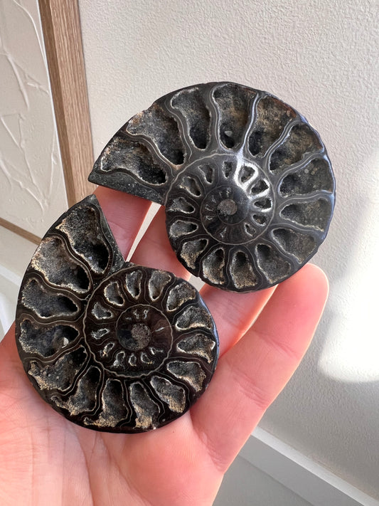 Black fossilised ammonite shell pair