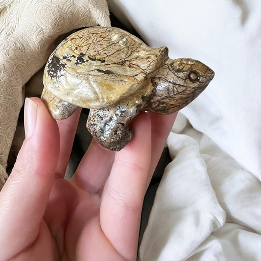 Picture jasper turtle
