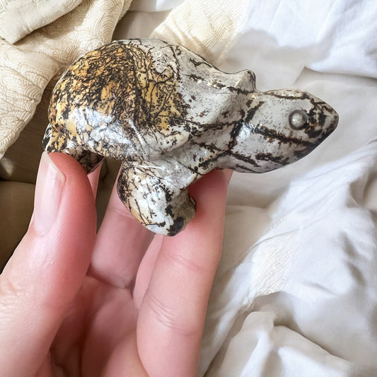 Picture jasper turtle