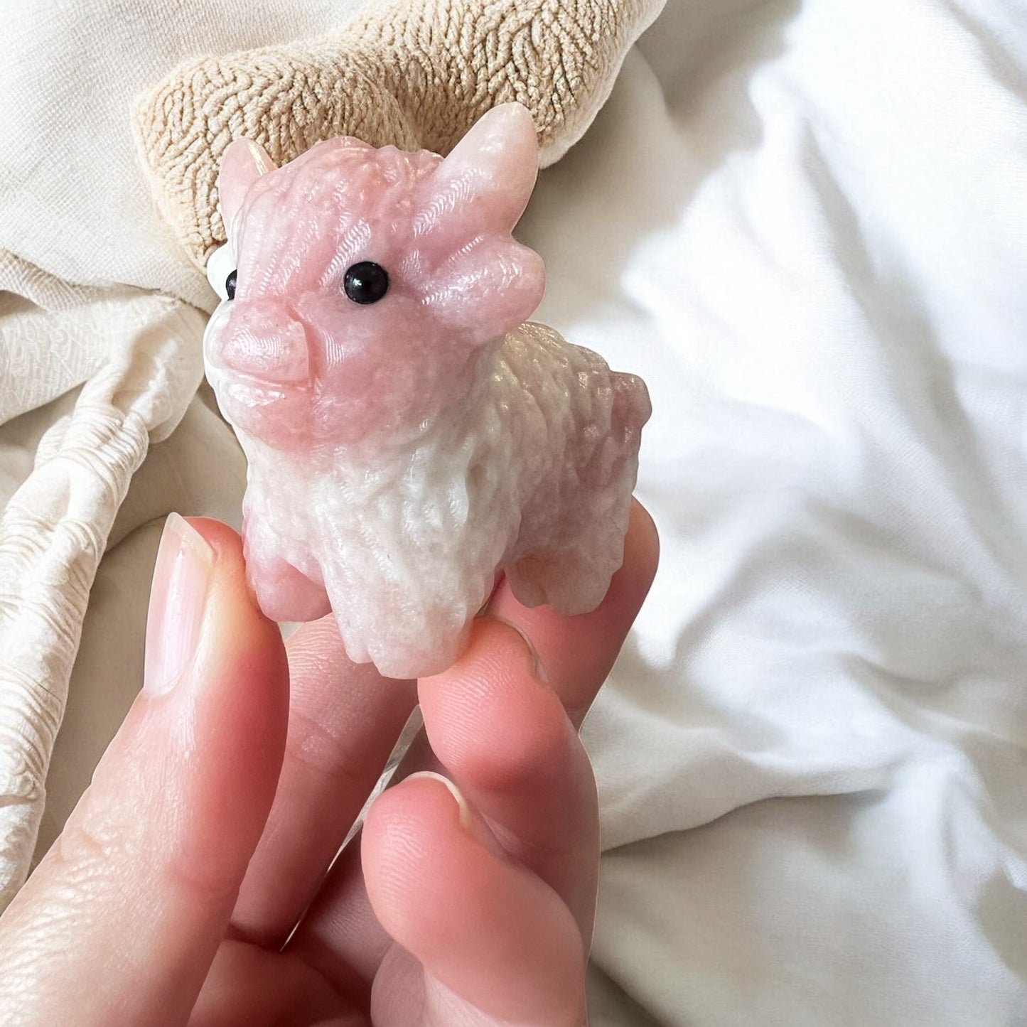 Pink opal highland cow