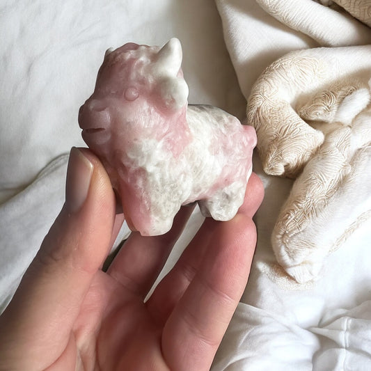 Pink opal highland cow slightly larger